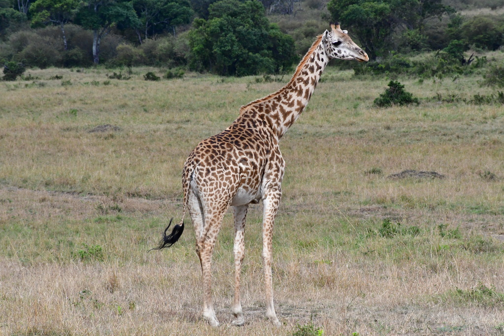 Masai Mara Nat. Reserve